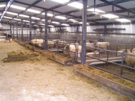 Sheep shed design in ireland  Artikel Online