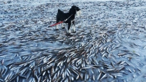 【衝撃画像】　なんとノルウェーで魚の群れが凍りつく　なんだこの奇妙な画像・・・