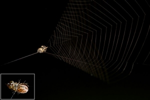 スパイダーマンのごとく巣を飛ばして獲物を捕らえる新種のクモを発見