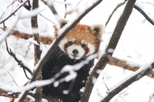 【萌え死に注意】　反則すぎる。レッサーパンダが雪で遊ぶ姿のかわいさよ。（画像+動画）