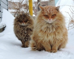 【画像】　シベリアの猫がたくましすぎると話題に！！ワロタｗｗｗ