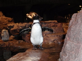 【画像】　ペンギンのレントゲンが衝撃的すぎると話題ｗｗｗｗｗｗｗｗｗｗｗｗｗｗｗｗｗ