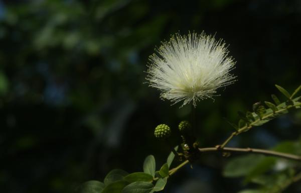温室・ナムの花