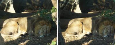 ライオンは寝ている平行法立体写真