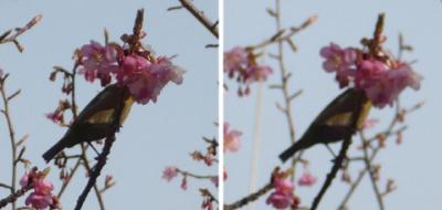 河津桜とメジロ平行法立体写真
