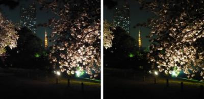 八重桜と東京タワー(浜離宮)交差法立体画像