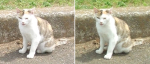 猫の立体写真ブログ