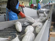 初かつを＠女川魚市場