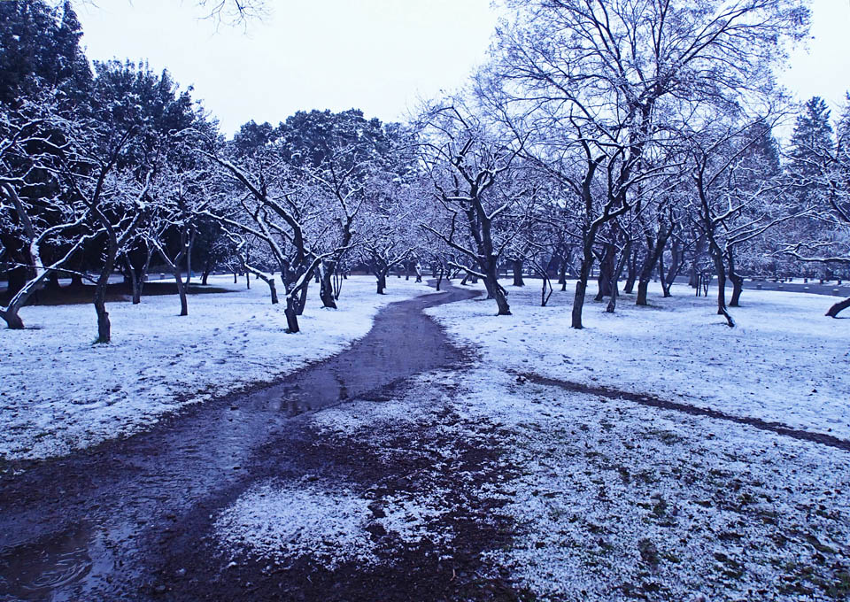 梅林（ばいりん）の雪景色