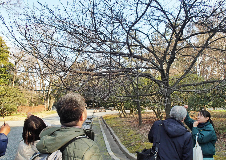 大島桜の冬景色