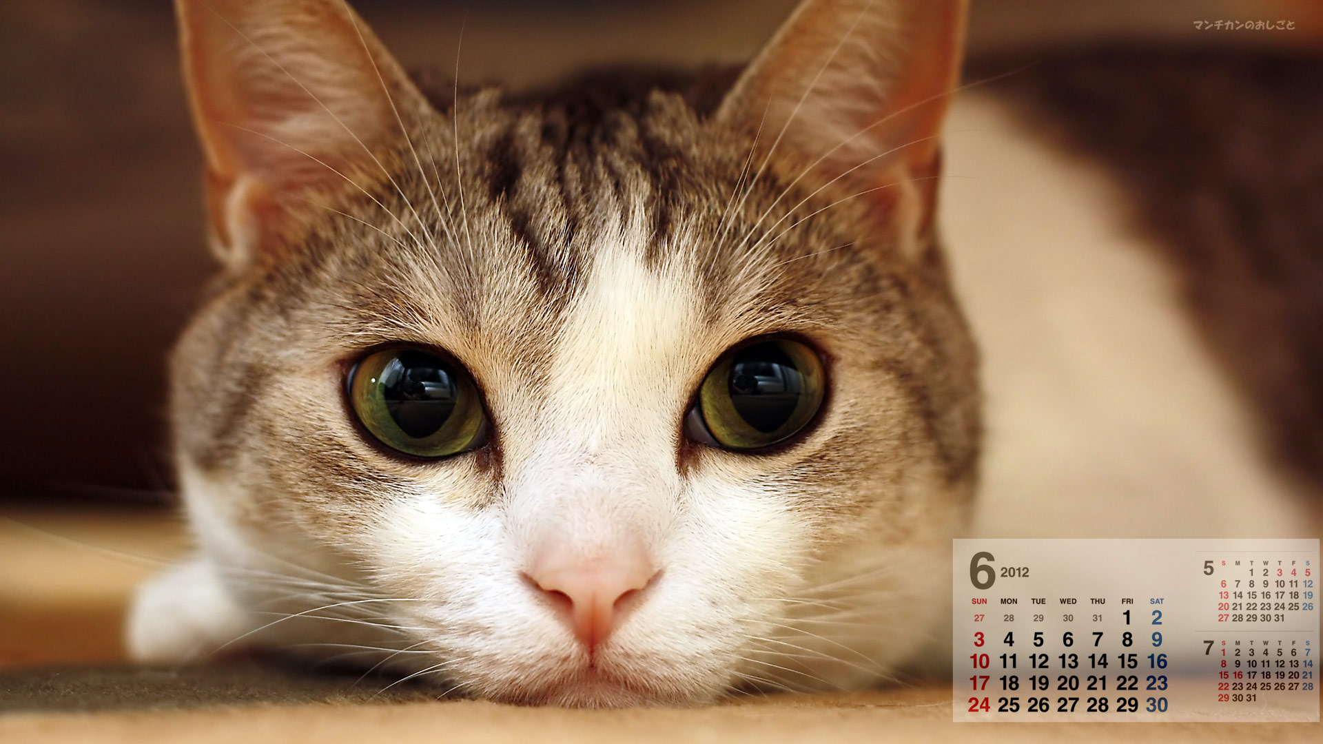 猫カレンダーはじめました12 6月号 猫日記 マンチカンのおしごと
