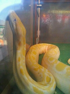 黄金の蛇