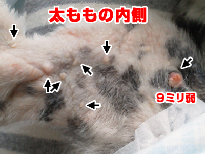 おイヌさま 腫瘍は皮脂腺腫だった 2 シーズー犬 ふーちゃんのおイヌさまっぷりブログアルバム