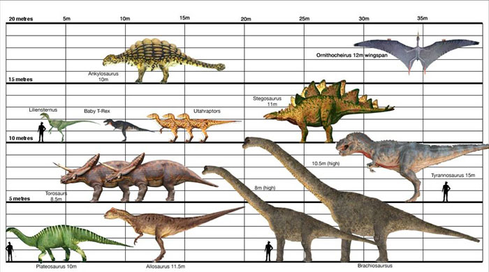 Dino-Size-Chart.jpg