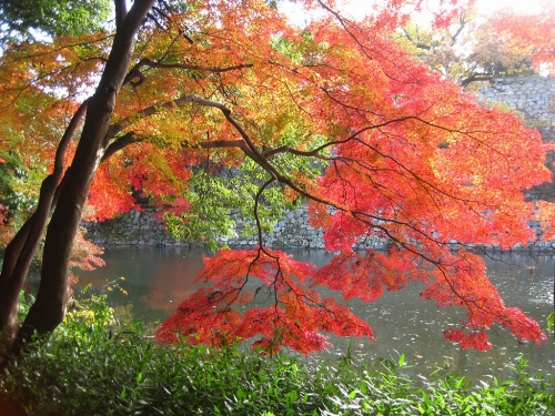 明石公園　桜堀の紅葉
