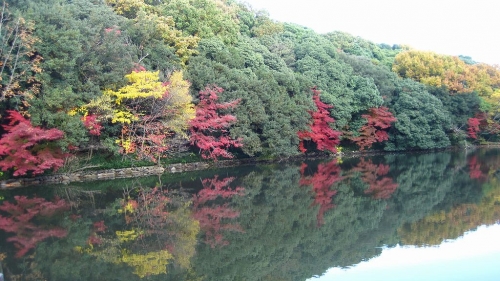 明石公園　桜堀の紅葉