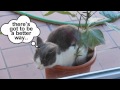 Cat Loves Pot!