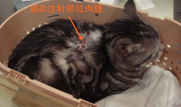 猫の注射部位肉腫