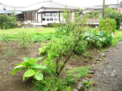 台風と家庭菜園