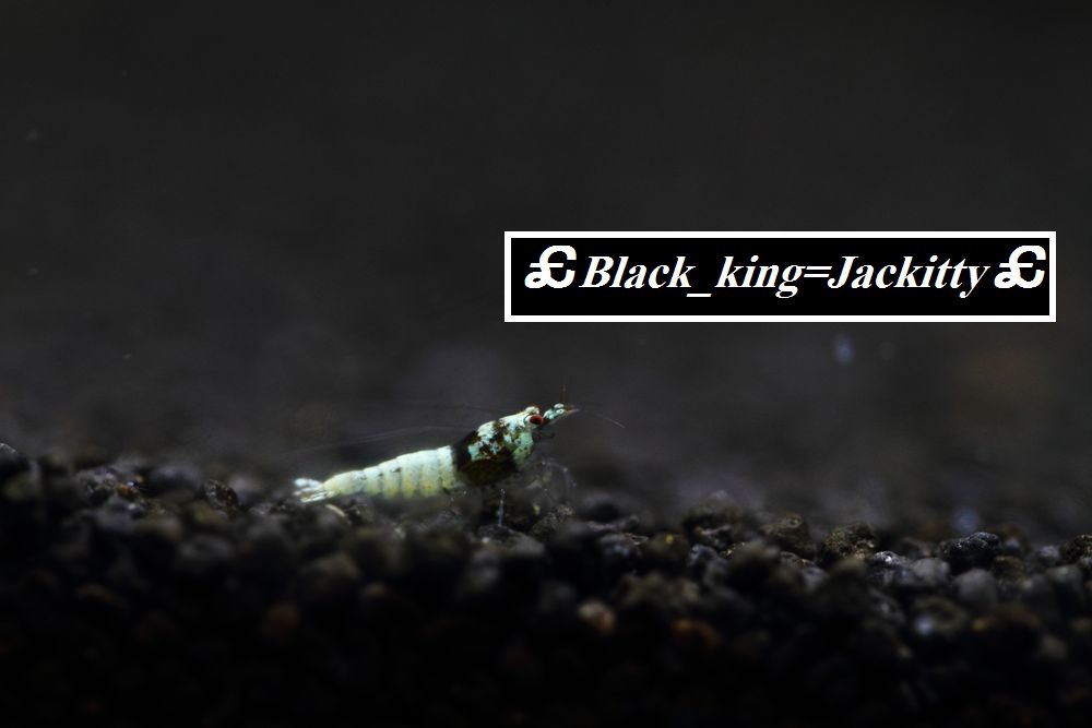 BlackKing=Jackitty ブラックシャドーシュリンプ