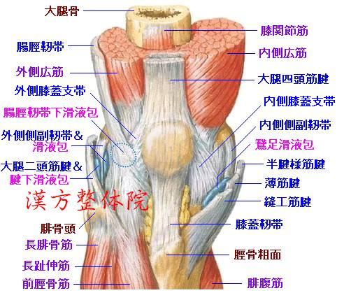 膝関節周囲の滑液包-1