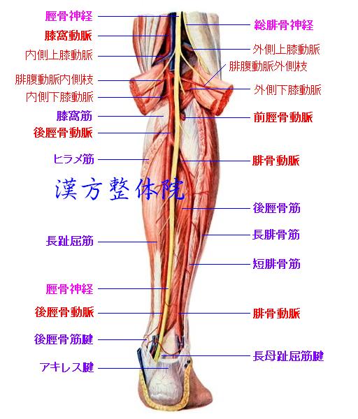 下腿の筋肉 - 漢方医学の豆知識