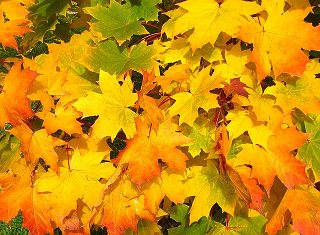 fall-leaf.jpg