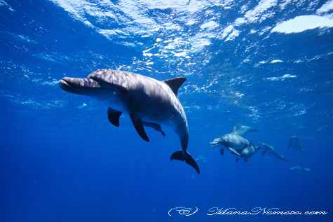 Indo-Pacific Bottlenose Dolphin_UW@Minami-jima_2011_IMG_031_13_13_BS