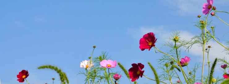 無料facebookカバー　写真：花と空2