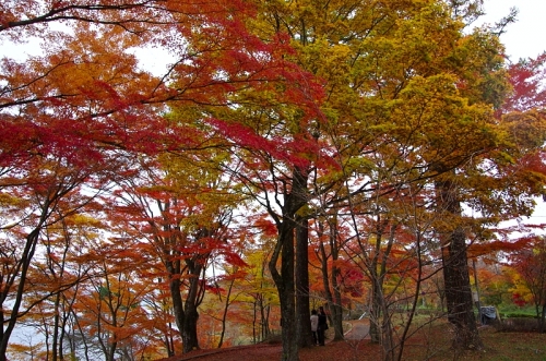 山中湖は紅葉の季節でした♪11