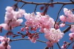 桜の枝