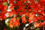 竜門神社の紅葉の枝
