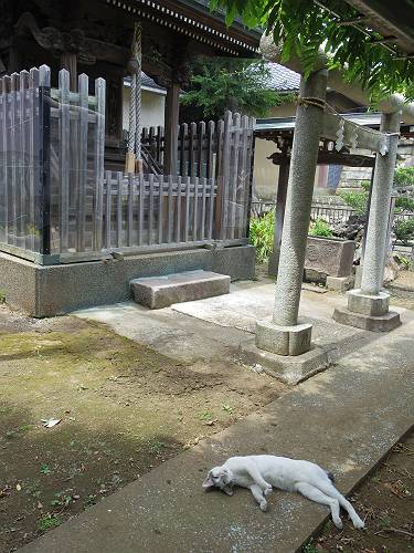 relaxing cat in fron of the shrine gate on hot summer day, 240714 1-5_s