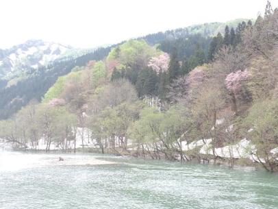 残雪・新緑・山桜。
