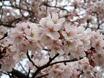 2012年4月24日桜3