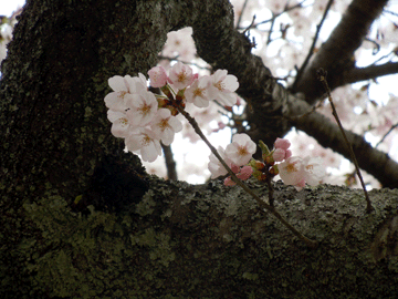 2012年4月24日桜