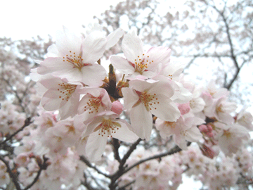 2012年4月24日桜6