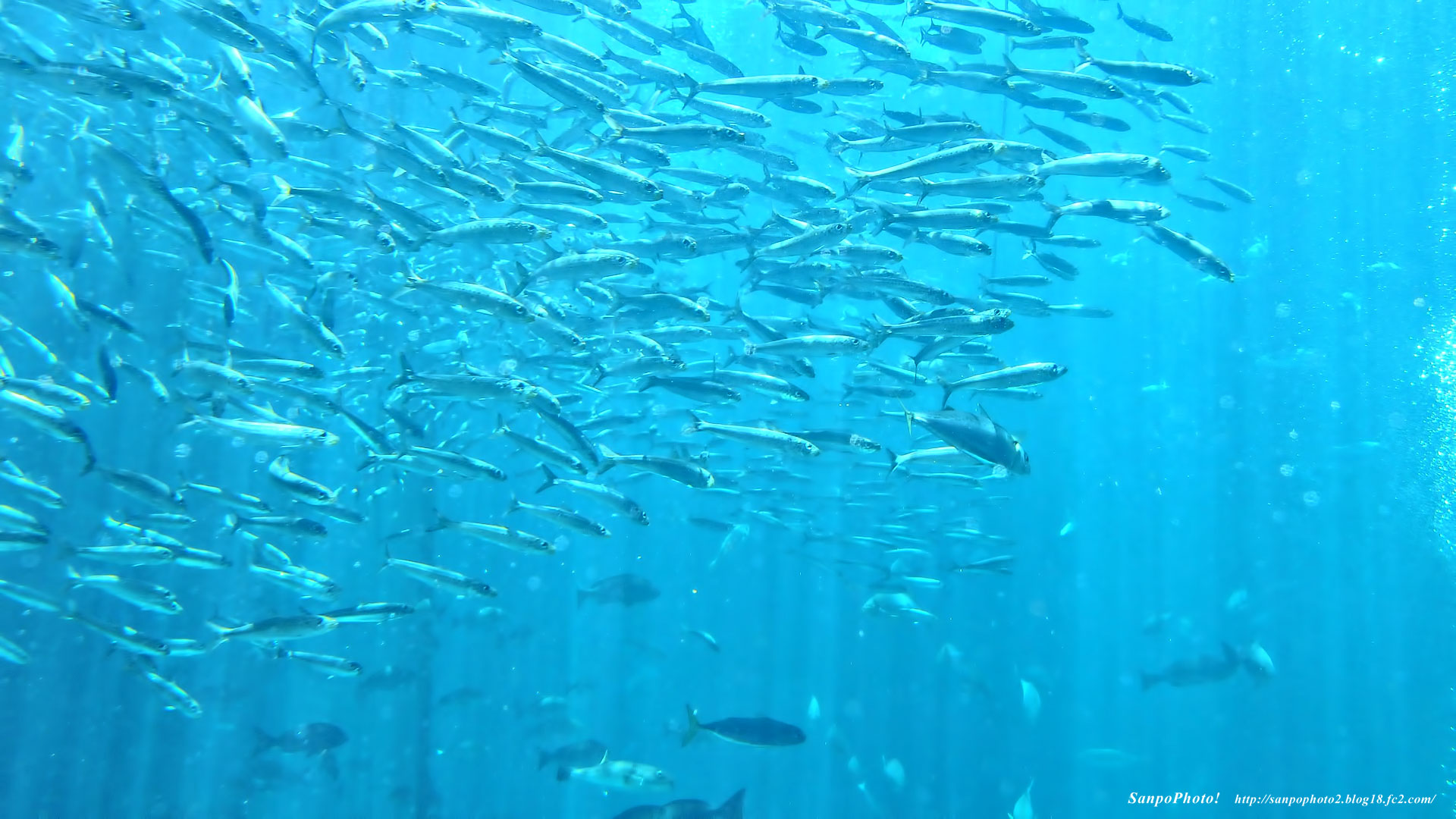 さんぽふぉと Sanpophoto 無料壁紙 美しい下田海中水族館のアクアリウム