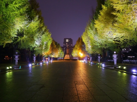 靖国神社　いちょう並木ライトアップ