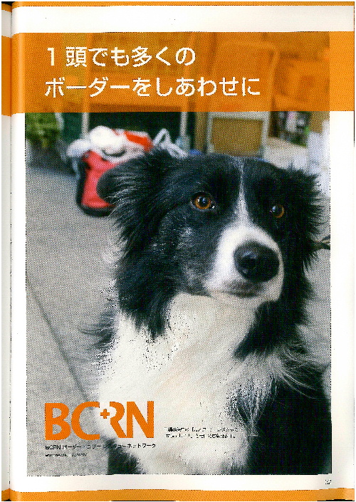 BCRN愛犬の友1-1