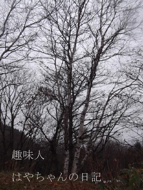 2011.11.20　白樺.JPG