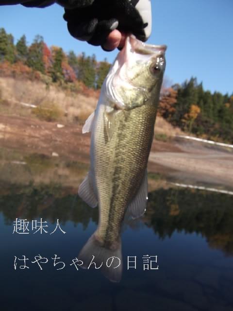 2011.11.18　花森湖にて.JPG