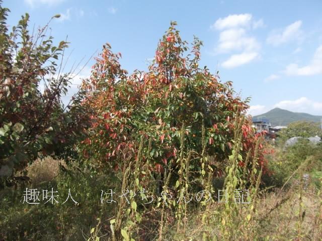 紅葉した柿　２０１１年１０月１６日.JPG