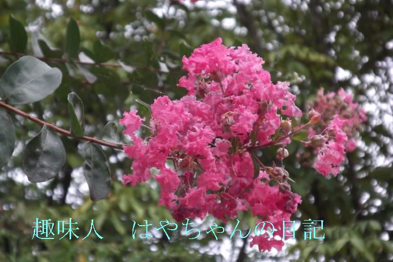 さるすべりの花.JPG