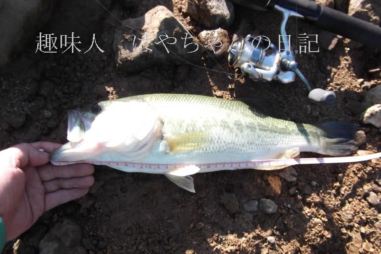 2011年9月7日　花森湖にて　45センチ　2.JPG