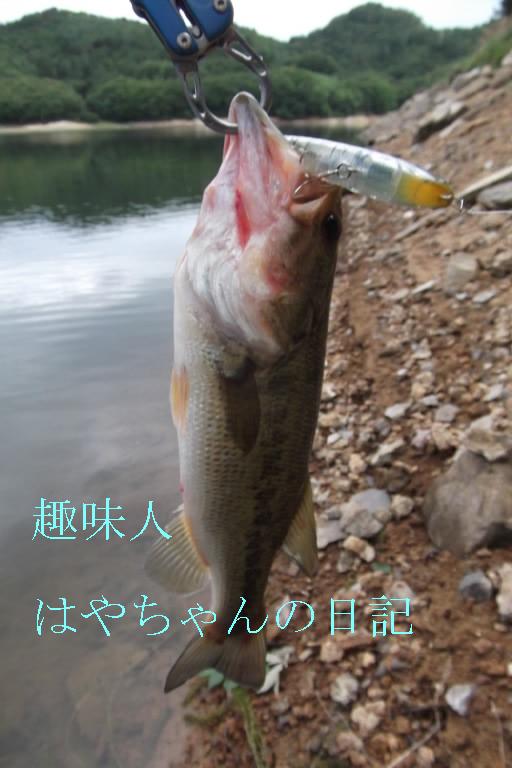 ９月５日　前川ダム　熊野ワンド.JPG