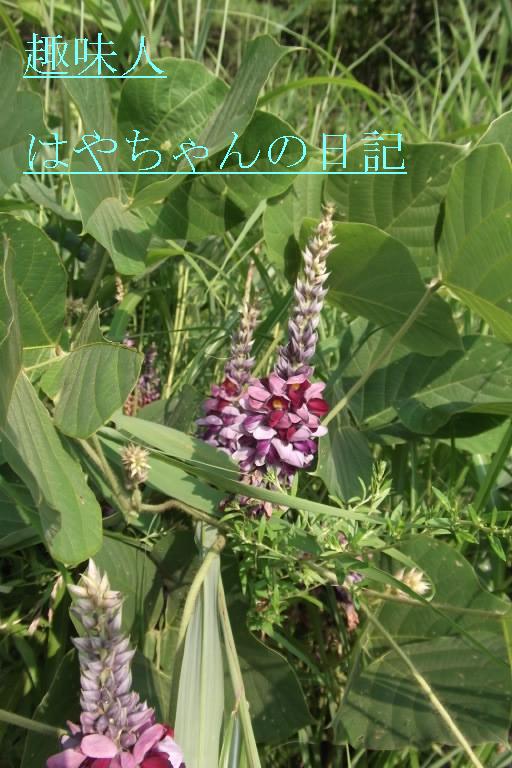 前川ダムにて　くずの花.JPG