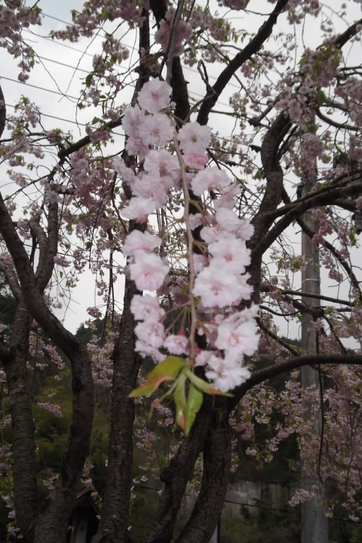 2011年5月8日しだれ桜.JPG