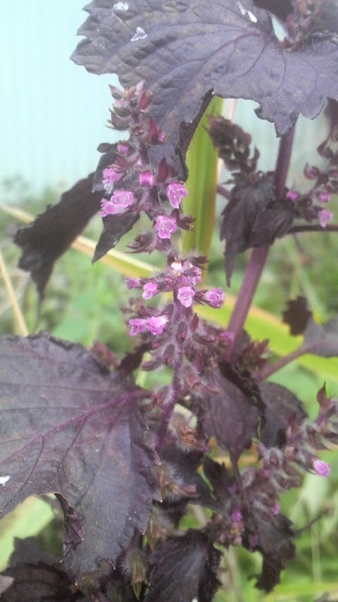 紫蘇の花.JPG