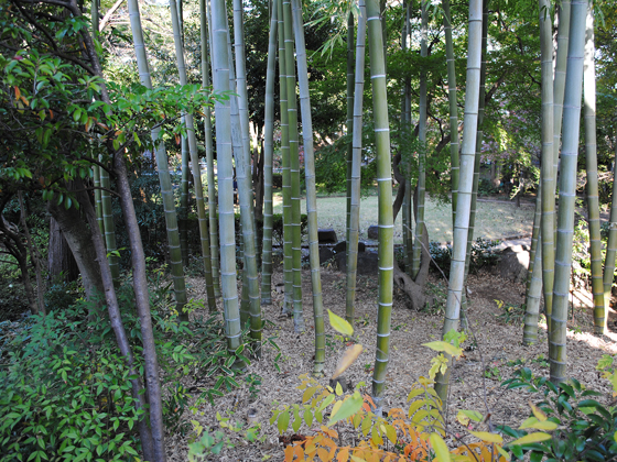 山本有三邸竹林
